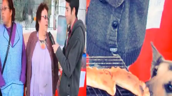 Twitter: perro que hurtó una empanada en plena entrevista es furor en redes sociales [VIDEO]