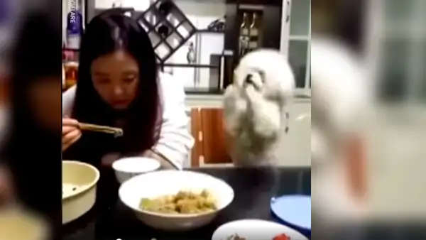 Facebook viral: perro le pide comida a su dueña y tiene una insólita reacción cuando esta lo ignora [VIDEO]