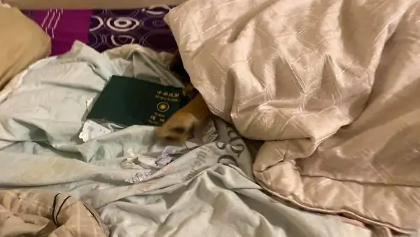 Perro evita que su dueña contraiga el coronavirus al no dejarla viajar a China [FOTOS]