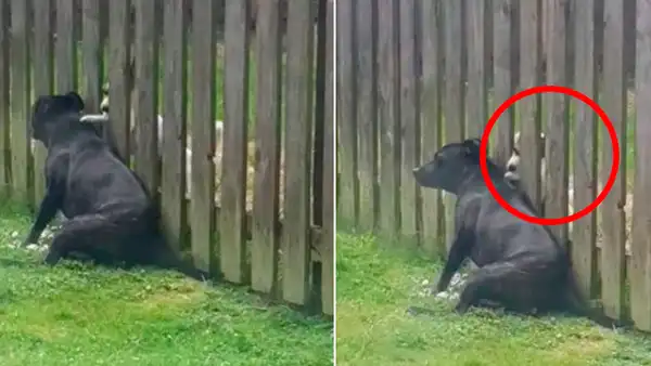 Perrita visita todos los días a su ‘mejor amigo’ para que le haga unos masajes [VIDEO] 