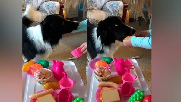 Madre regresa a casa y encuentra a su hija junto a su perro en tierna escena [VIDEO] 