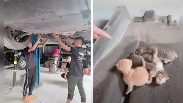 Escuchan extraños ruidos dentro de un auto, lo desarman y encuentran a unos gatitos bebés [VIDEO] 