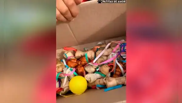 Cuidadores sorprenden por Navidad a perritos que rescataron de la calle