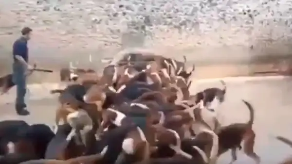 YouTube viral: critican a cazador que alimentó con látigo a jauría de perros hambrientos [VIDEO] 