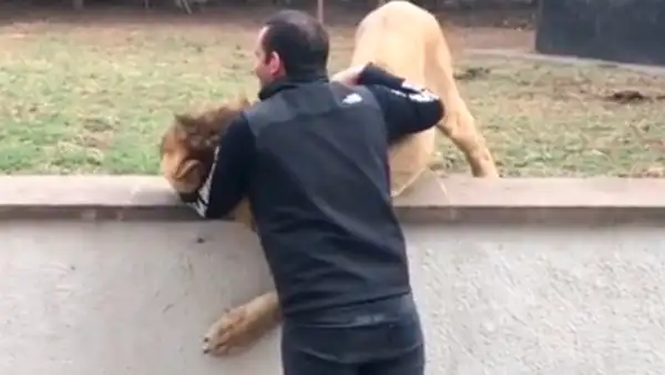 YouTube viral: joven entra a jaula de hambriento león, sin imaginar lo que sucedería [VIDEO]