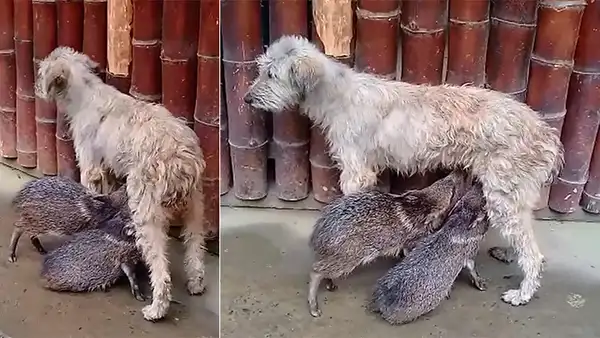 Cusco: Perrita adopta a dos sajinos y sorprende al amamantarlos [VIDEO] 