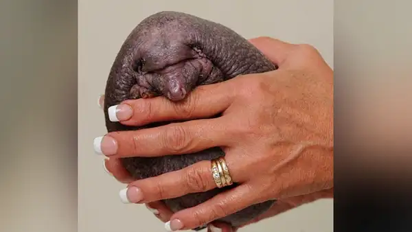 Cree haber hallado una extraña 'piedra’, la revisa y descubre que es un erizo sin púas [FOTOS]