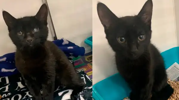 Dos gatos estaban a punto de sufrir hipotermia, veterinario los rescata y su historia conmueve a miles [FOTOS]