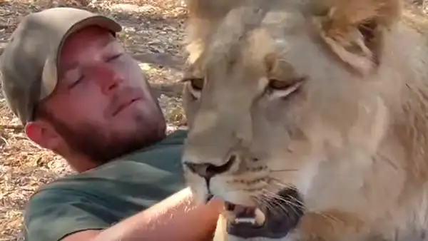 Ingresa a santuario de leona y tiene emotivo reencuentro con felina que cuidó de bebé [VIDEO]