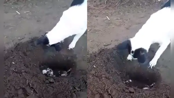 Perrita cava una tumba para enterrar a su cachorro fallecido y escena conmueve [VIDEO]