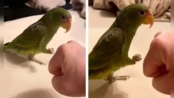 Loro aprende a ‘chocar el puño’ y asombra a su amo con su habilidad [VIDEO]