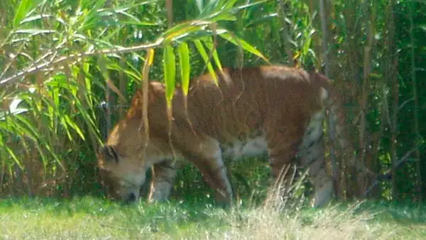 YouTube: Conoce al felino más extraño del mundo, engendrado por un tigre y una leona [VIDEO]