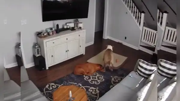 Revisa cámara de seguridad y descubre a su perro cuidando a su ‘amigo’ que estaba enfermo [VIDEO] 