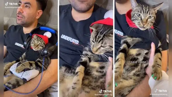 Gatito gamer: ‘juega’ videojuegos con su dueño y reniega si lo separan de él