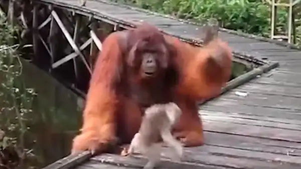 Mono bebé quita plátano a enorme orangután, sin imaginar que el“karma” le daría un duro castigo [VIDEO] 