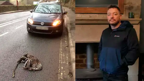 Chico cree que atropellaron a leopardo, se acerca y se entera tremendo secreto [FOTOS]