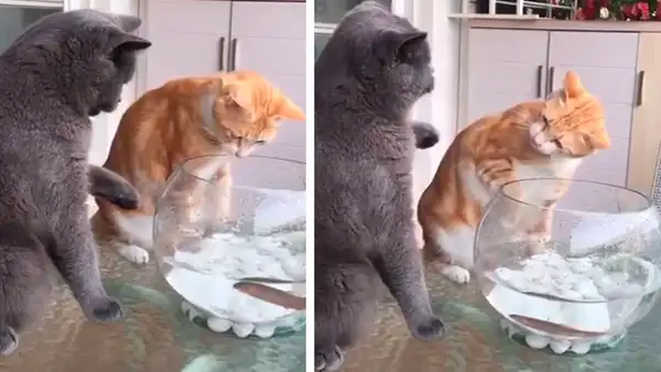 Facebook: Gato le resalta a su compañera que los peces son amigos y no comida