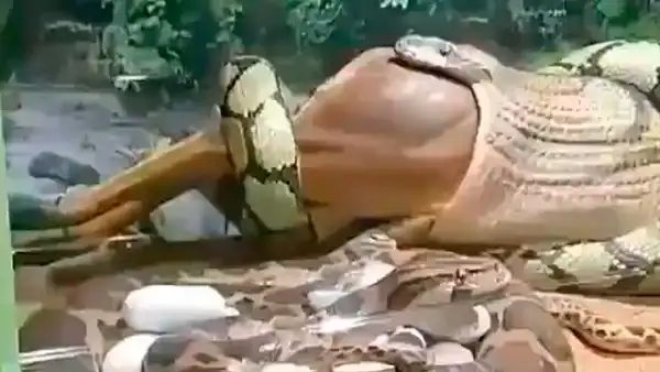 Visita zoológico y ve que serpiente disloca su mandíbula para engullir a enorme animal [VIDEO]