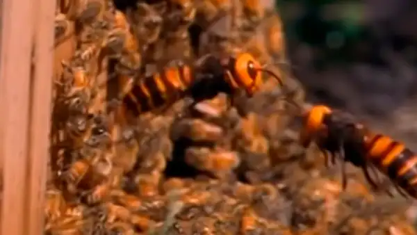 YouTube: Furiosas avispas acaban con una colonia de 30 mil abejas y video deja en shock a todos