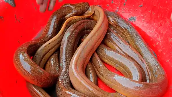 Letales peces surgen del interior de extraño hueco tras arrojar gran cantidad de tinte morado [VIDEO]
