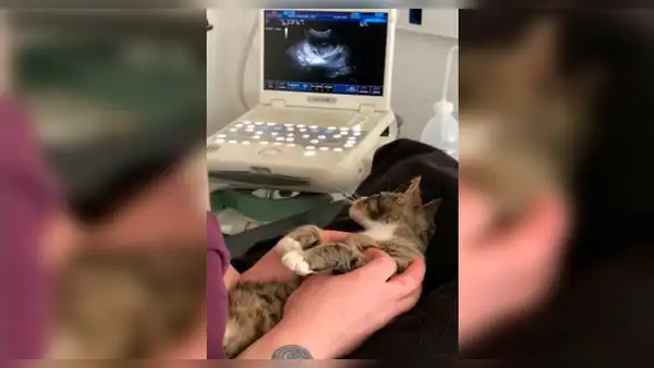 Facebook Viral: Divertida reacción de gata al "enterarse" que está preñada