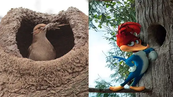 Facebook: Un pájaro ‘arquitecto’ supera las habilidades del “Pájaro Loco” [VIDEO]