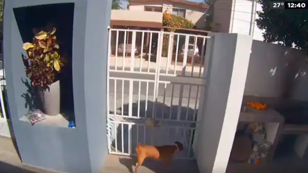 Ladrón entra a casa para robar, feroz perro lo ataca y lo obliga a escapar [VIDEO]