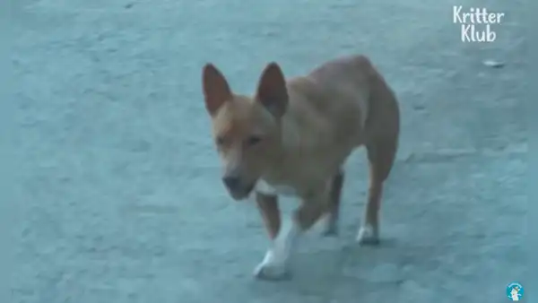 Perrita callejera recorre varias calles en busca de comida para sus cachorros recién nacidas [VIDEO] 