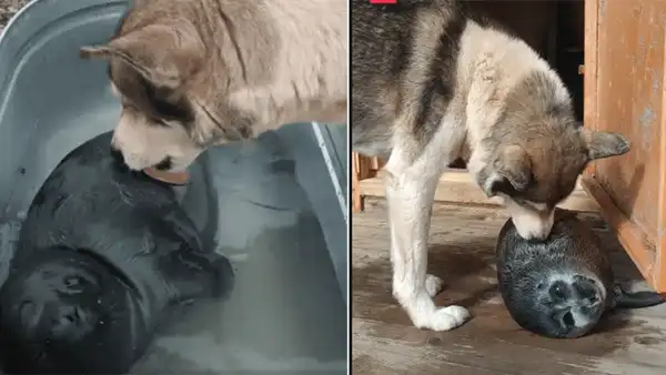 Perro ayuda a rescatar a una foca bebé que quedó huérfana y la cuida como a su cría [VIDEO]