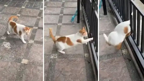 Gato intenta huir de la casa de su dueño, pero termina atascado entre los fierros [VIDEO]