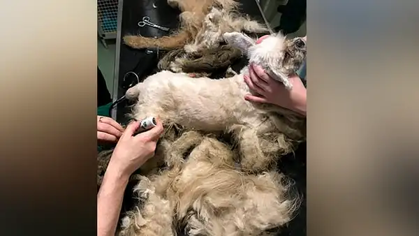 Hallan a perro callejero cubierto de pelos, lo asean y tiene radical transformación [VIDEO]