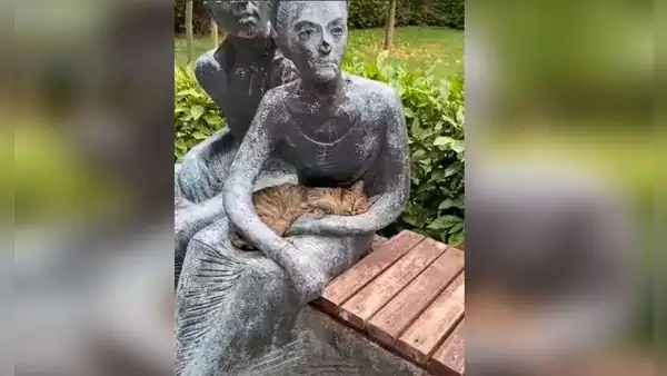 Gato que extrañaba ser acariciado se duerme en los brazos de una estatua 
