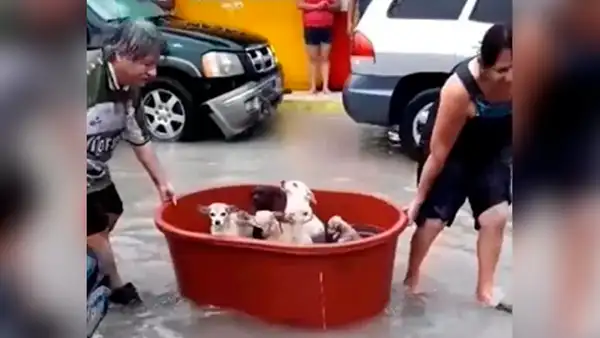 Familia traslada a sus perros en una tina en medio de la inundación causada por el huracán Hanna [VIDEO]