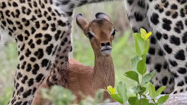 Leopardo juega con una cría de ciervo por una hora y todo acaba de forma inesperada [FOTOS]