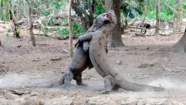 Dragones de Komodo tienen combate territorial y desenlace asombra a miles [VIDEO]