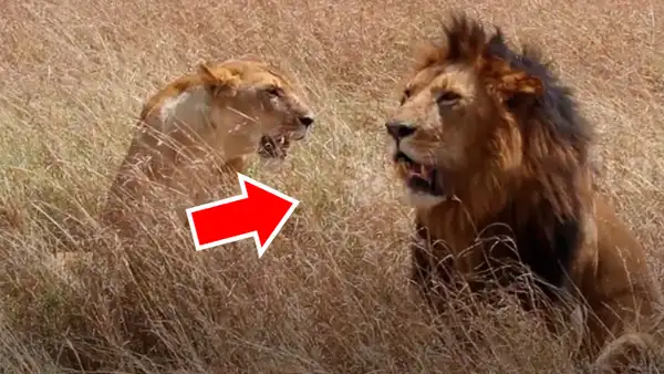 Viajeros que hacían safari en la selva quedaron aterrados al toparse con pareja de leones [VIDEO]