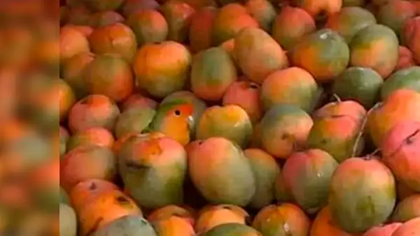 ¿Logras ver al loro bebé entre los mangos?: nuevo reto visual que muchos no superan [FOTOS]