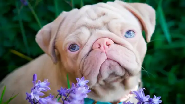 “Milshake”, la pug que enamora a miles en redes por su particular color rosa [VIDEO]
