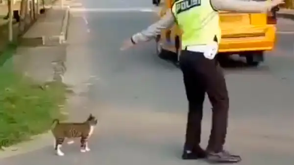 Facebook: policía detiene el tráfico para que un gato pueda cruzar la pista [VIDEO]
