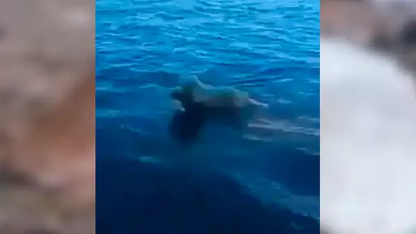 Ciervo bebé se ahoga en lago, perro entra a salvarlo y trata de reanimarlo [VIDEO] 