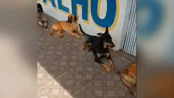 Facebook viral: la disciplina de estos perros callejeros para hacer cola y recibir su comida sorprende en redes