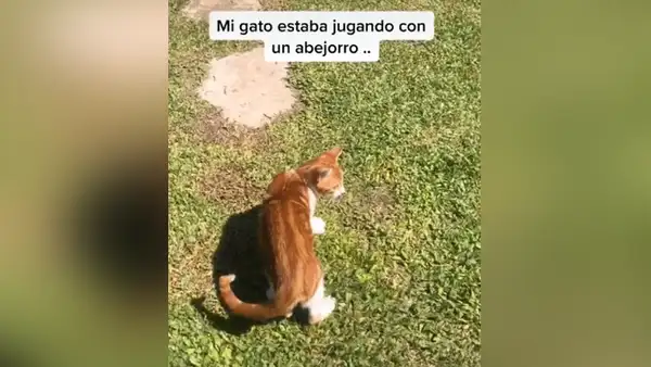 Gato intenta jugar con una abeja y acaba con la pata hinchada tras una picadura [VIDEO]