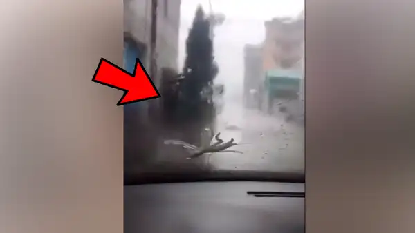 Misteriosa ‘criatura’ aparece de forma inesperada y por poco ocasiona accidente vehicular [VIDEO]