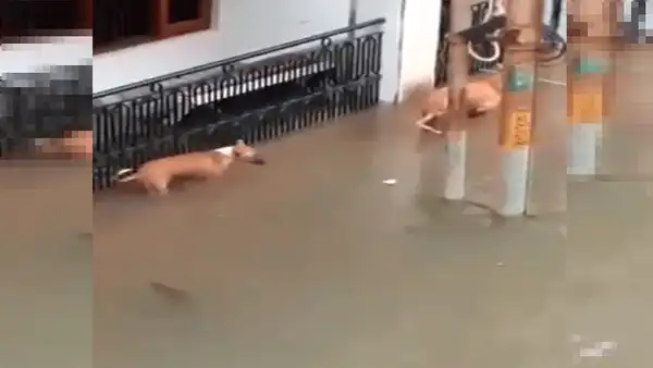 Perros son atacados por letal criatura que salió del río tras fuertes lluvias [VIDEO]