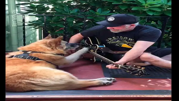 Facebook: "perro mariachi" sorprende al tocar la guitarra y se vuelve viral [VIDEO]