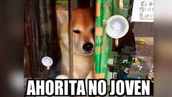 El meme ‘me dijiste que tenías’ revive otras divertidas imágenes en las redes sociales
