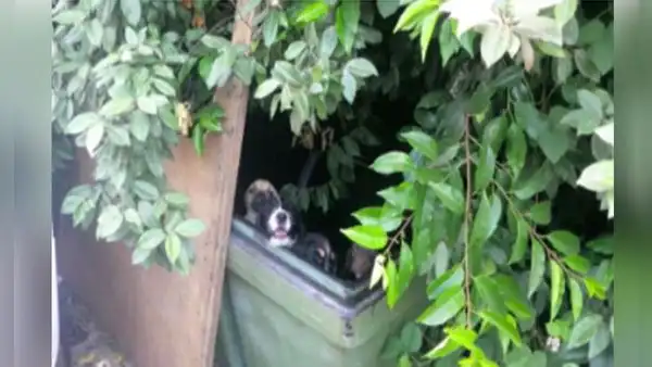 Rescatan a cachorros que fueron abandonados en un descampado