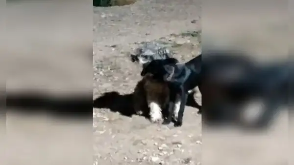 Perro oye a banda de músicos y llama a su ‘pareja’ para ver juntos el espectáculo en la vía pública [VIDEO]