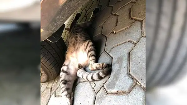 Facebook viral: cree que gato había sido aplastado por una llanta y se lleva una sorpresa [FOTOS]