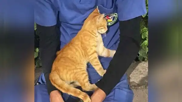Gato callejero ve a enfermero agotado y se le acerca para acompañarlo